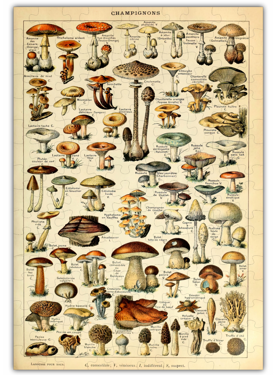 Mushroom Species Chart Puzzle